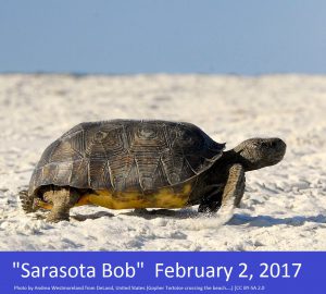 Sarasota Bob_-_Flickr_-_Andrea_Westmoreland